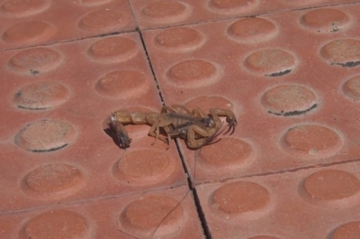  Em uma semana, dois escorpiões foram encontrados em uma residência (Foto: Portal Infonet) 