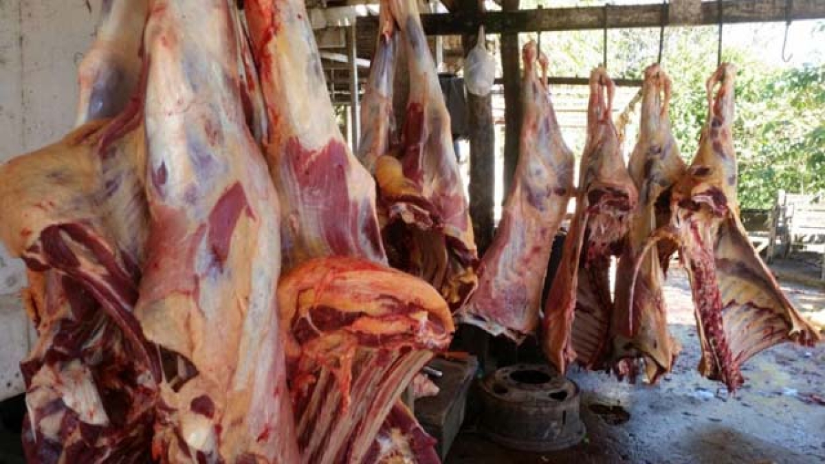 Matadouros municipais estão um caos, diz Conselho de Medicina Veterinária (Foto: Divulgação)