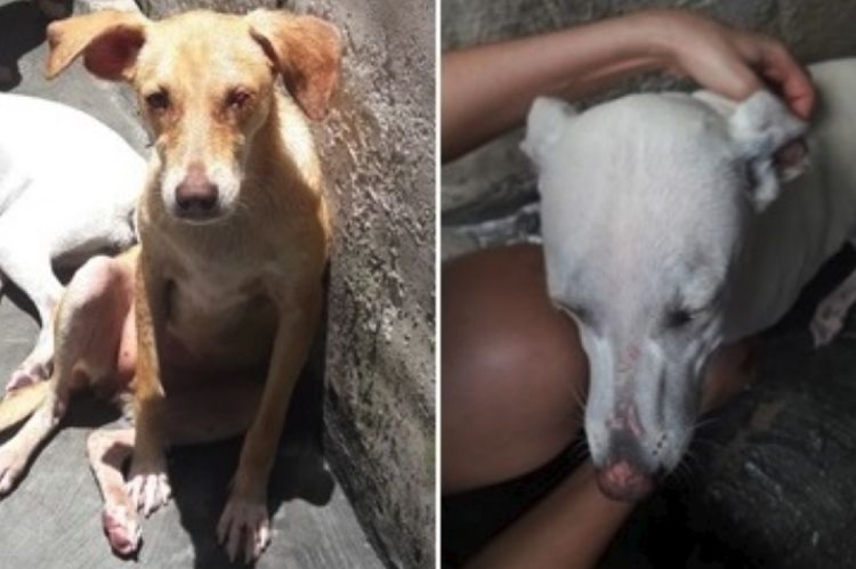 Denúncia leva a prisão de casal por maus tratos de animais em Itabaiana (Foto: SSP/SE)