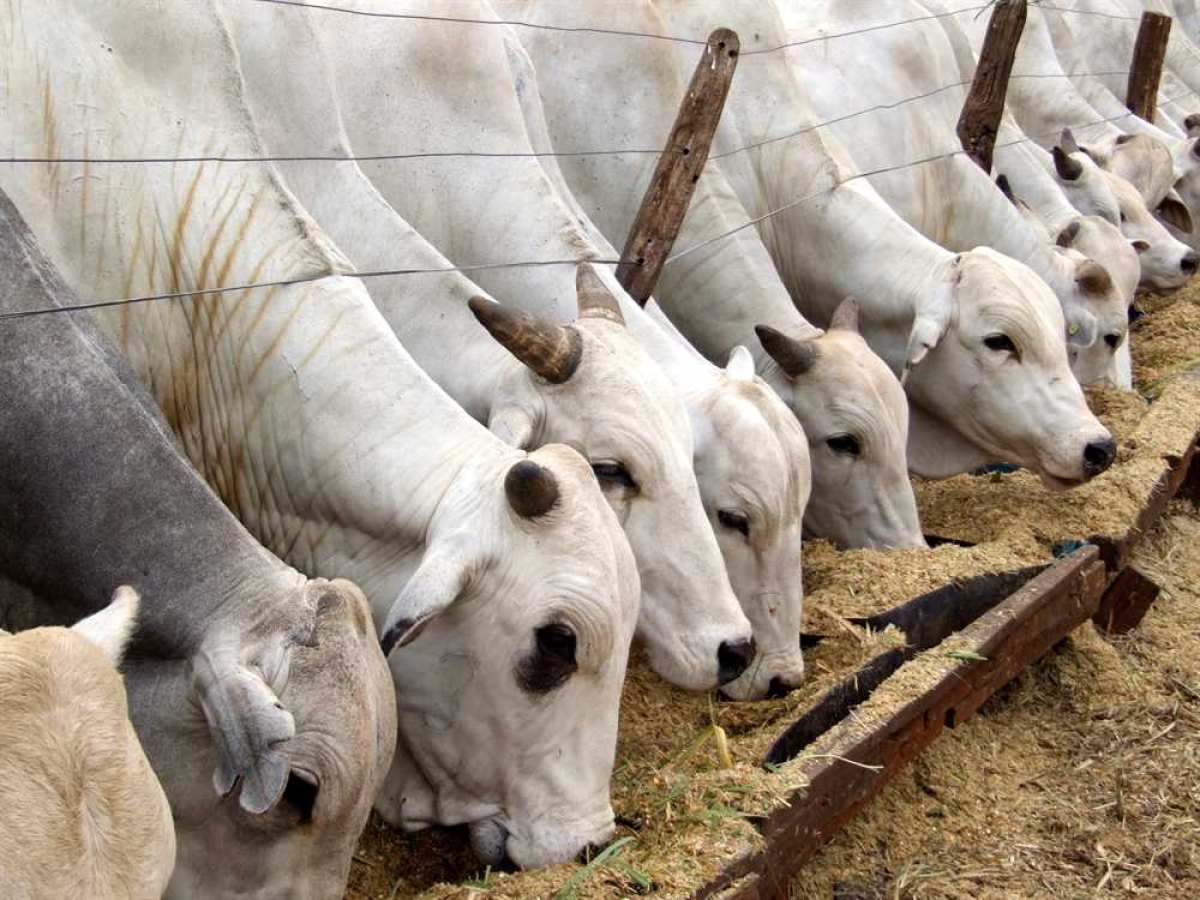 Emdagro inicia 2ª etapa da campanha de vacinação contra a Febre Aftosa (Foto: Emdagro)