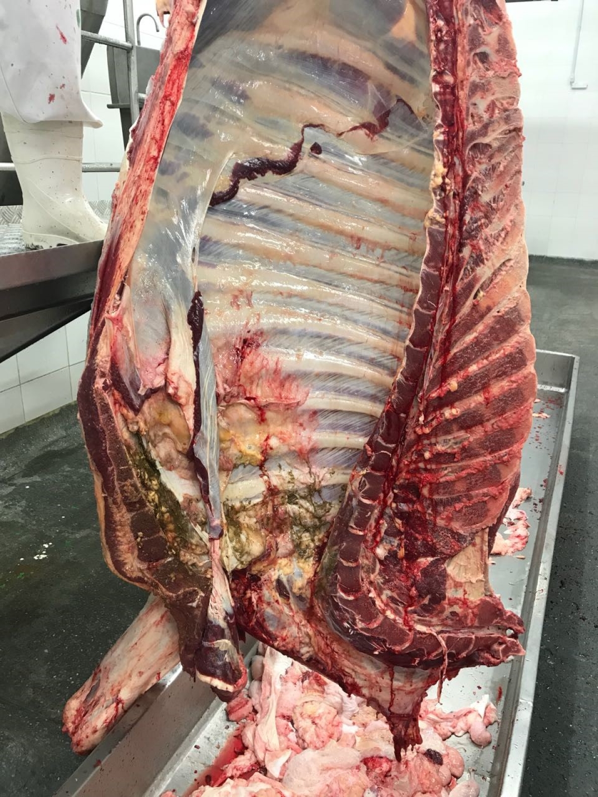 Descoberta de abscesso reforça a importância da inspeção nos frigoríficos (Foto: Assessoria Frigo Serrano)