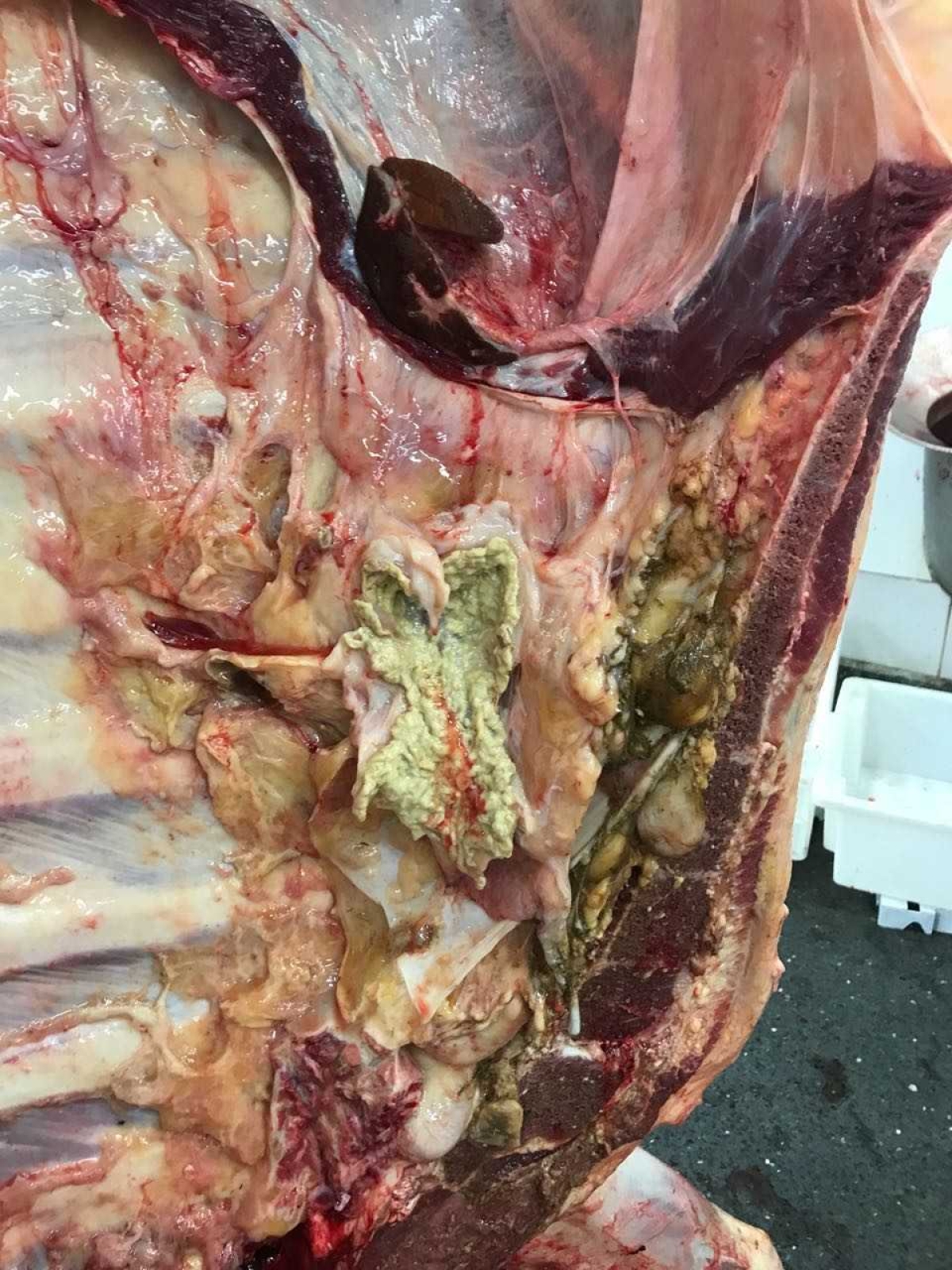 Descoberta de abscesso reforça a importância da inspeção nos frigoríficos (Foto: Assessoria Frigo Serrano)