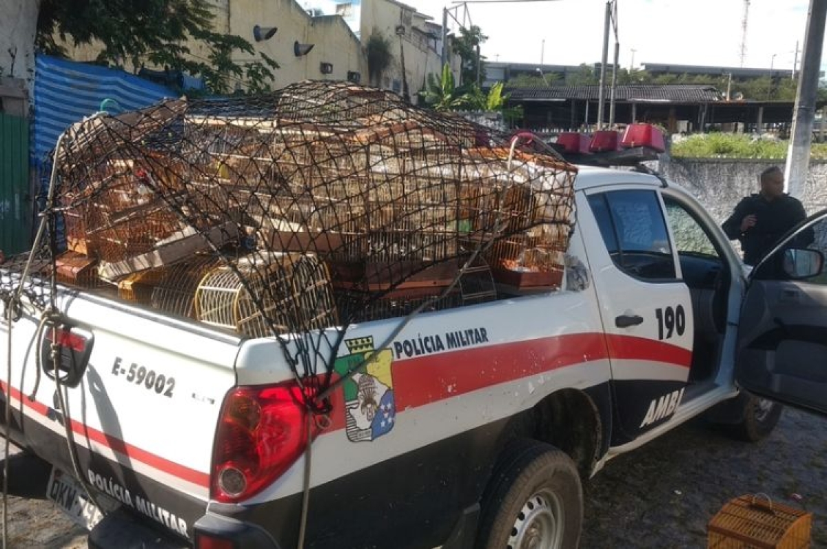 Aves silvestres são apreendidas em cativeiro no conjunto Veneza (Foto: SSP/SE)