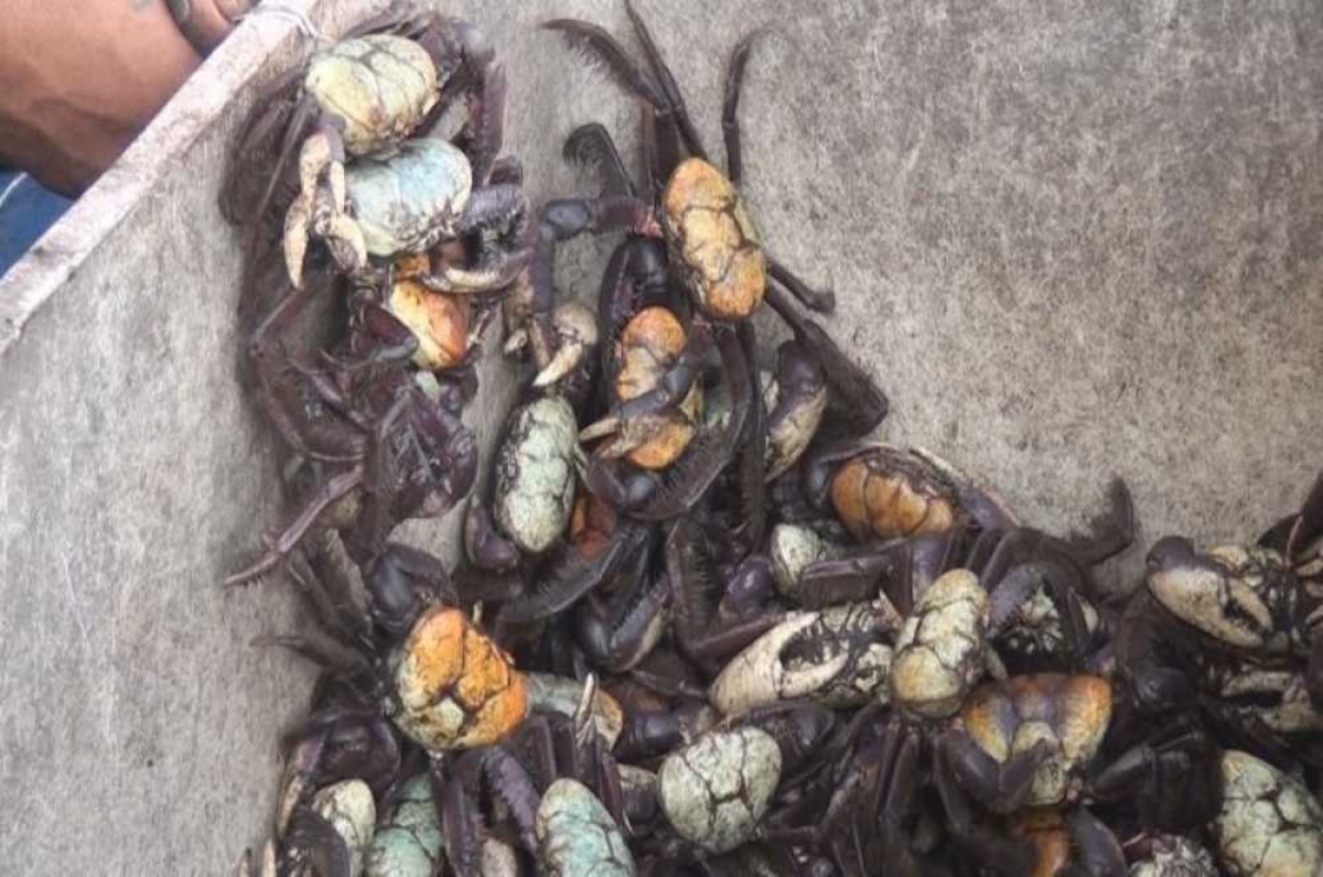 Caranguejos uçás são símbolos da culinária sergipana (Foto: Portal Infonet) 