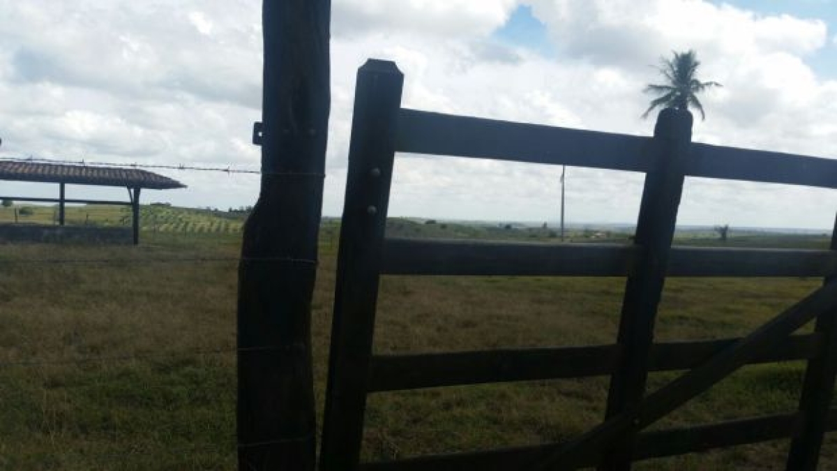 Criminosos furtam gado de propriedade rural em Riachão do Dantas (Foto: Reprodução/Redes Sociais)