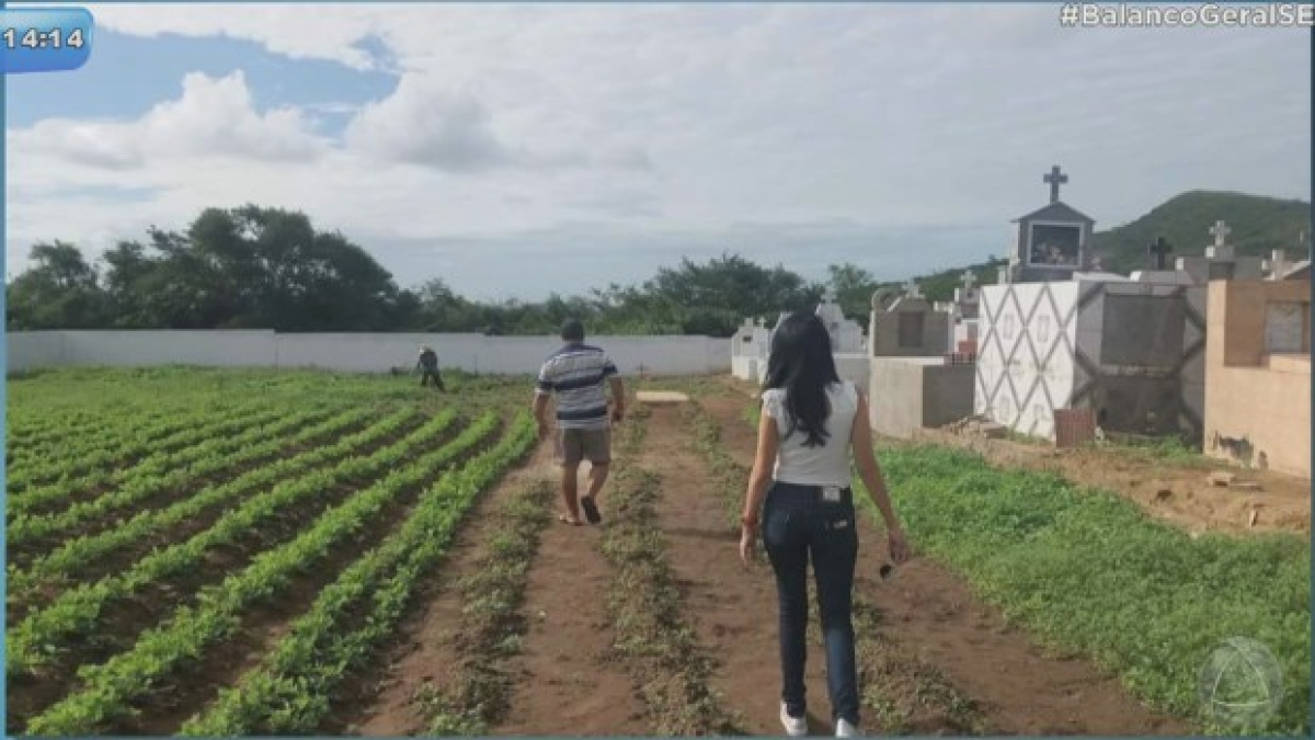 Cemitério estava sendo utilizado para plantação de amendoim em Sergipe (Foto: Reprodução de vídeo/ Programa Balanço Geral)