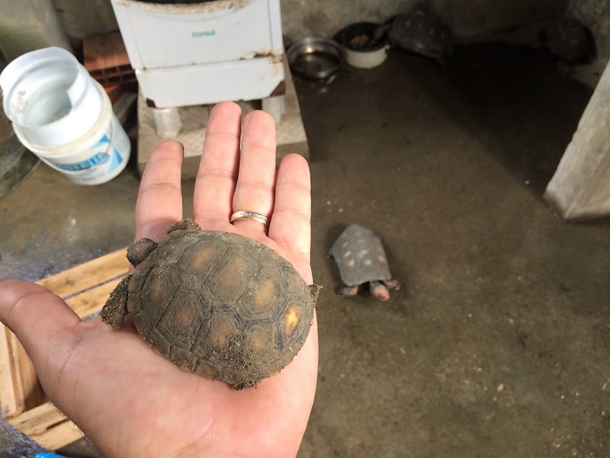 Dez animais silvestres foram resgatados nesta sexta-feira, 20 (Foto: Adema)