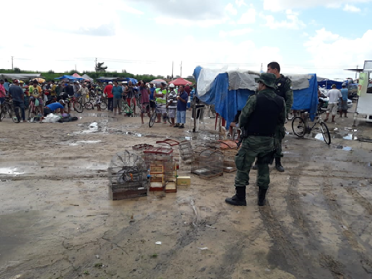 Polícia Militar apreende 18 aves silvestres na Feira das Trocas do Bairro Lamarão (Foto: Assessoria PM/SE)