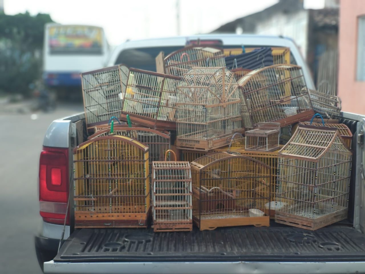 Polícia Civil faz apreensão de mais de 30 aves silvestres em Simão Dias (Foto: SSP/SE)