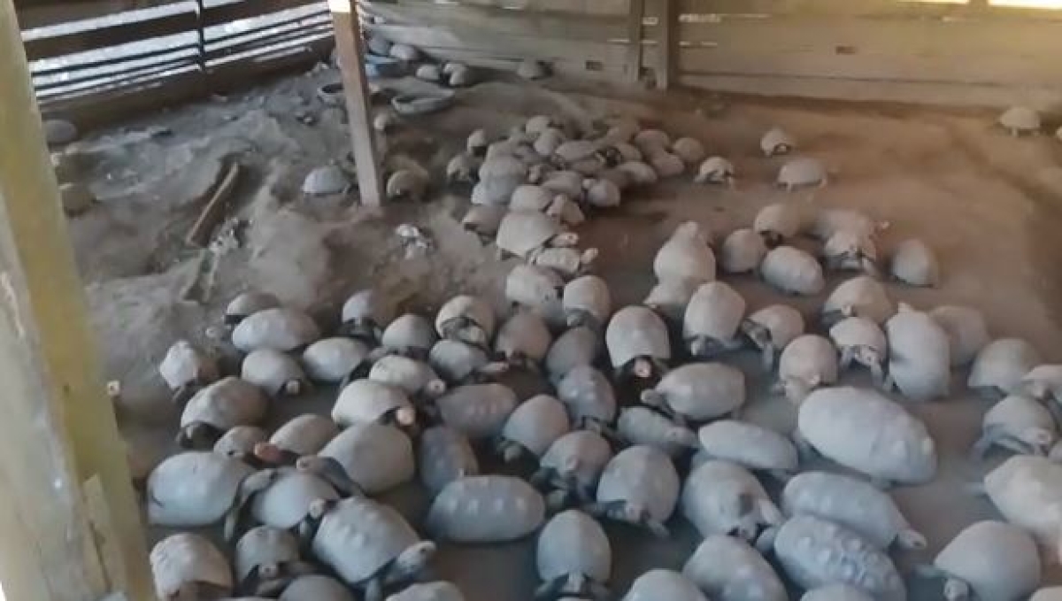O idoso e os animais foram foi encaminhados para as dependências do IBAMA (Foto: Reprodução do vídeo/ PRF/SE)