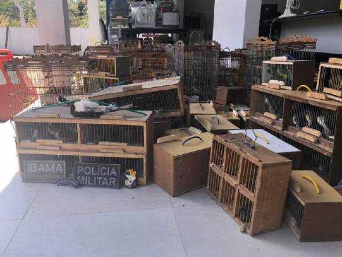 PM e Ibama apreendem 251 animais silvestres na feira de Itabaiana (Foto: Assessoria PM/SE)