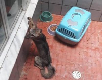 Filhote de raposa é encontrado em casa da avenida Explosão (Foto: Reprodução/ Elan)