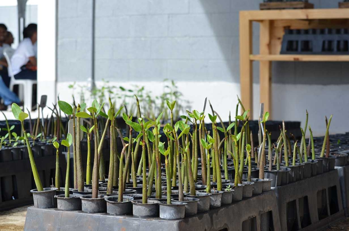 Mudas de mangue produzidas no Viveiro Florestal (Foto: Via Lotti+Caldas Comunicação)