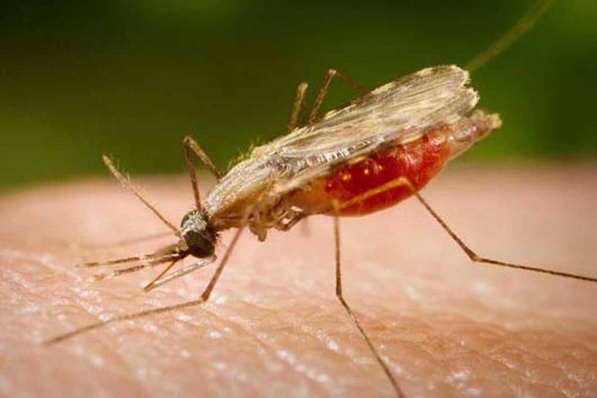 Pesquisa identifica composto com potencial para tratamento da malária (Foto: Divulgação/ Portal Biologia)