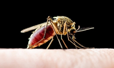 "Mosquito palha", um dos principais vetores da doença (Foto ilustrativa: Pixabay) "Mosquito palha", um dos principais vetores da doença (Foto ilustrativa: Pixabay)