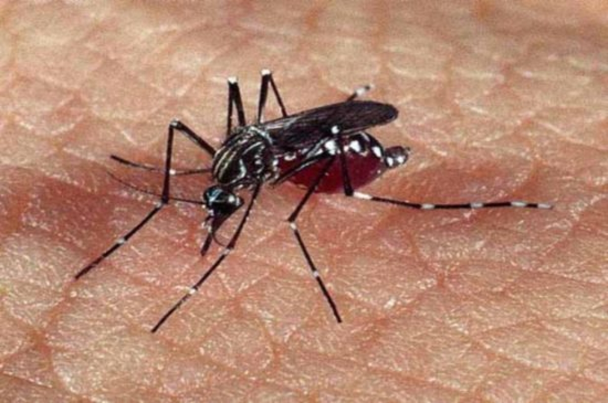 Aumenta preocupação com doenças ligadas ao Aedes aegypti no verão (Foto de arquivo: Agência Brasil)