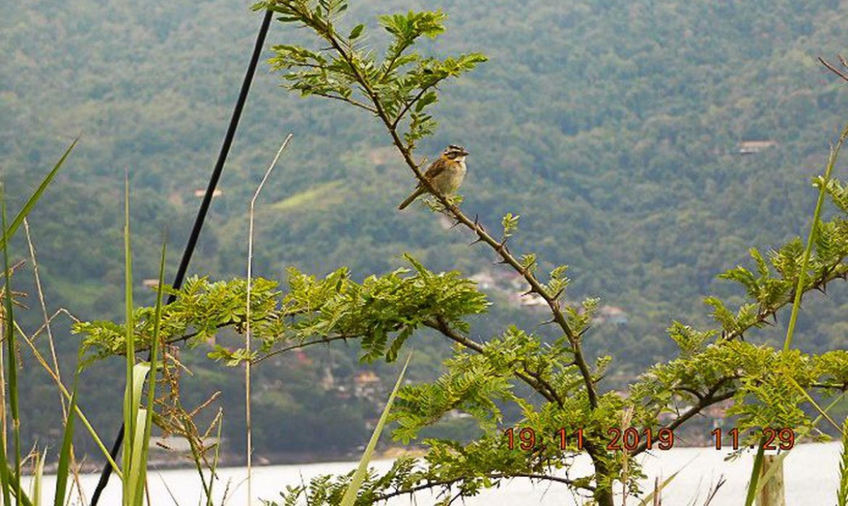 Brasil passa a fazer parte do Protocolo de Nagoia sobre biodiversidade (Foto: Divulgação /PlantVerd)