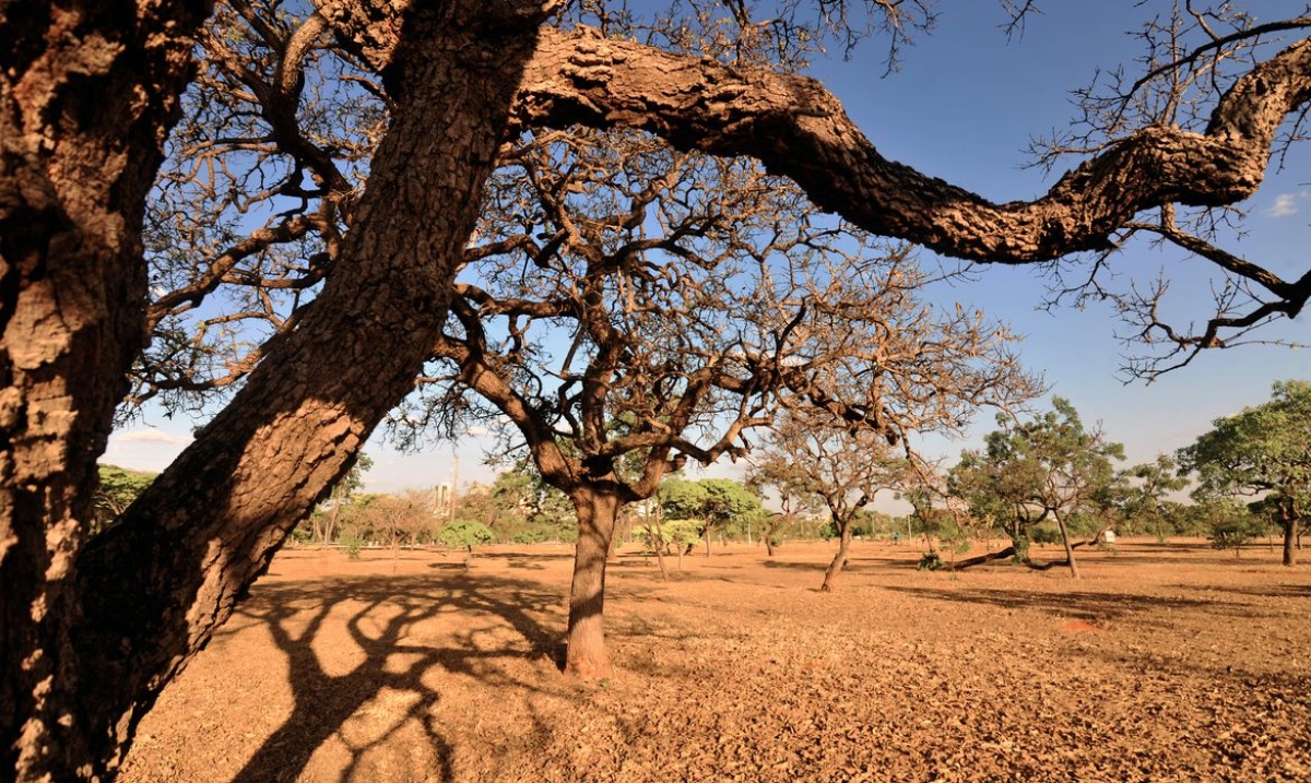 Estudo da ONU aponta influência humana em eventos climáticos extremos (Foto de arquivo: Agência Brasil)