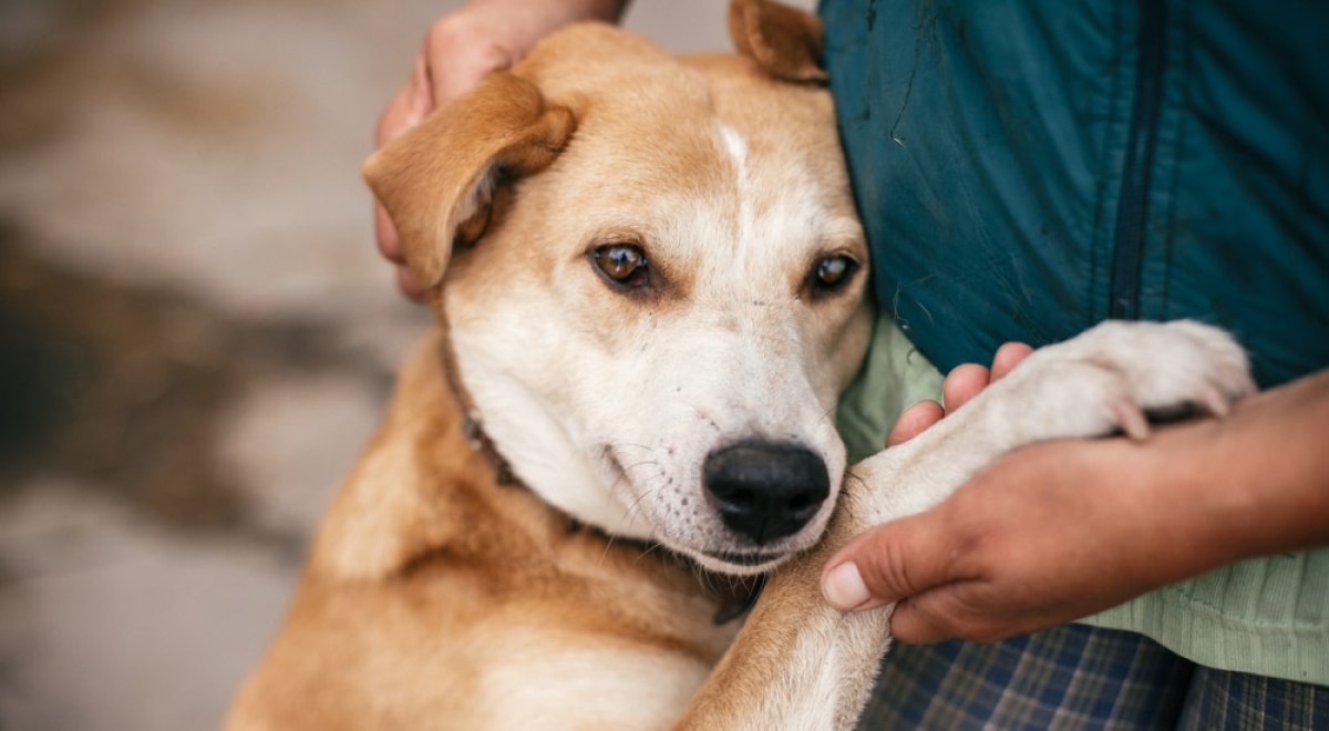 Tinder anuncia parceria com abrigos de animais para promover adoção de cães - Foto: Olhar Digital