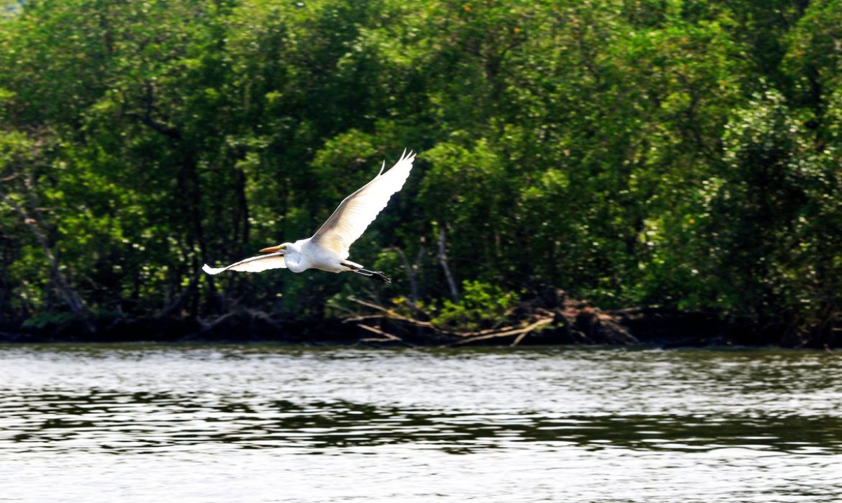 Rio de Janeiro (RJ), 27/03/2023 - Garça-branca-grande (Ardea alba) se alimenta na Baía de Guanabara - Foto: Tânia Rêgo | Agência Brasil