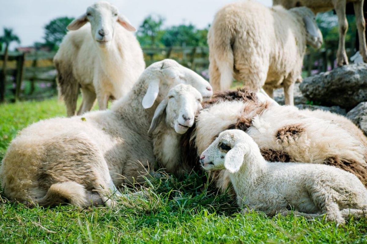 Ovelhas comeram 100 quilos de maconha em fazenda - Foto ilustrativa: Pixabay