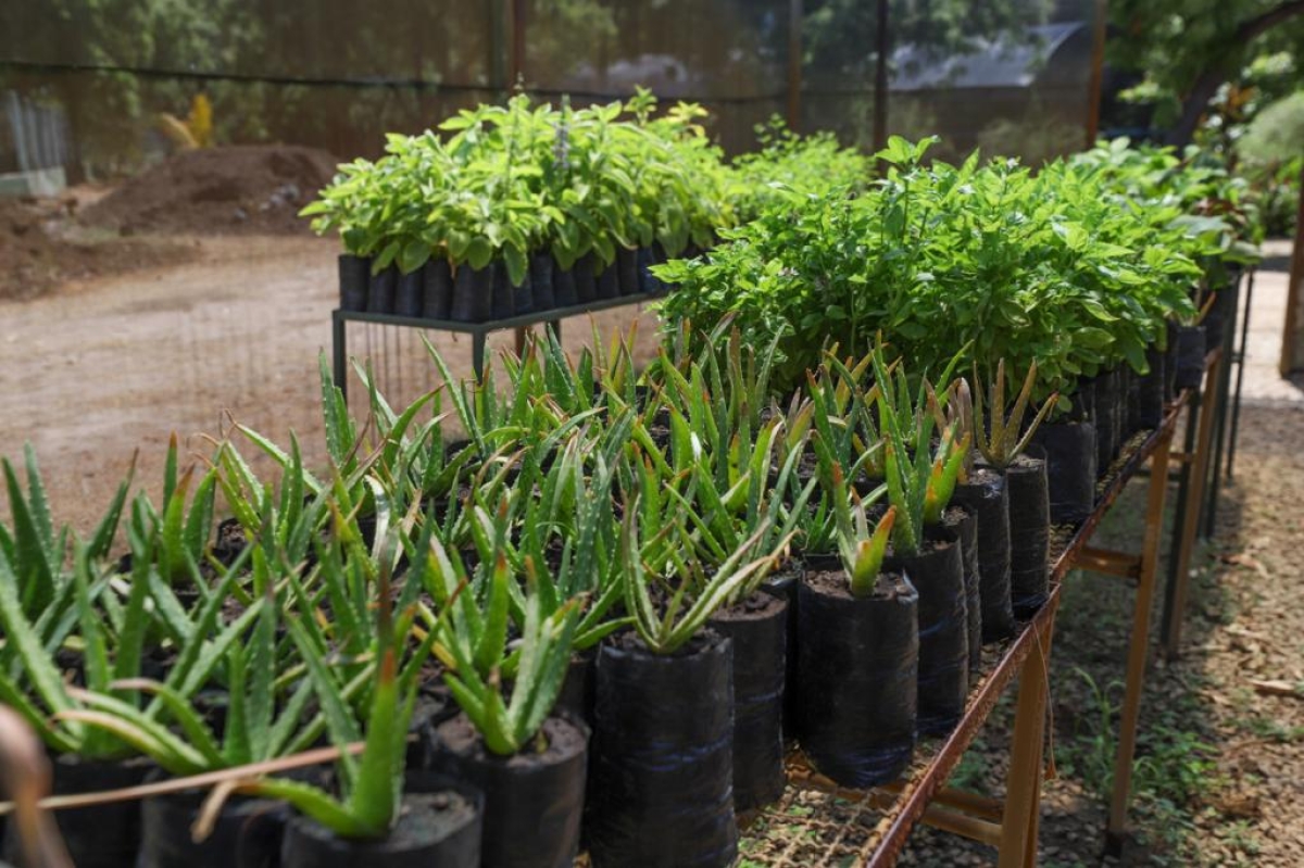 Plantas medicinais cultivadas no Horto Municipal são disponibilizadas à sociedade - Foto: Marcelle Cristinne | Secom