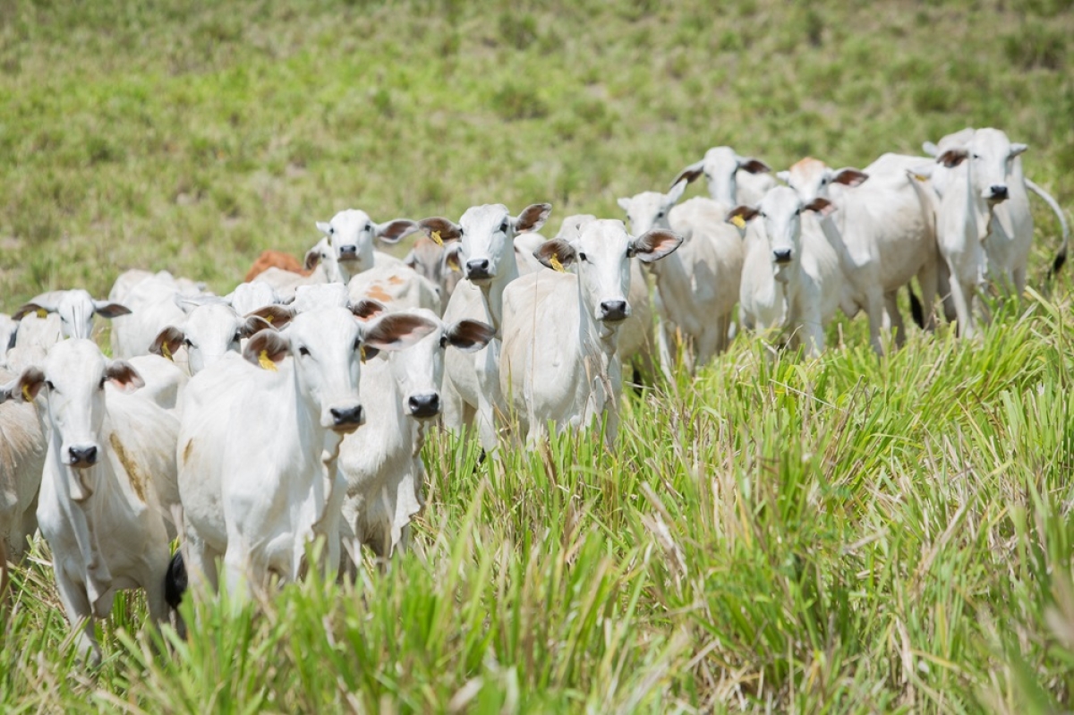 Sergipe obtém oficialmente status de Zona Livre de Febre Aftosa sem Vacinação - Foto: CNA
