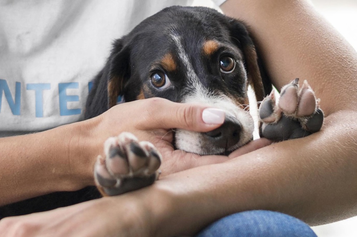 Shopping Jardins realiza campanha de adoção "Amigo Pet" - Foto: FreePik