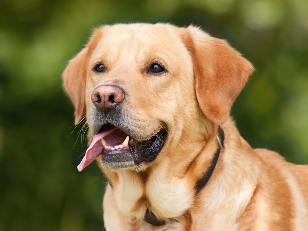 Você sabia que cães e gatos também podem doar sangue? - Foto: Imagem ilustrativa/Pixabay