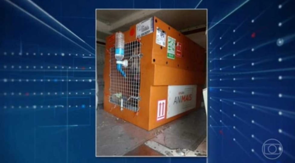Caso Joca: imagens mostram que caixa de transporte de cachorro morto durante voo estava solta - Foto: Jornal Nacional/ Reprodução