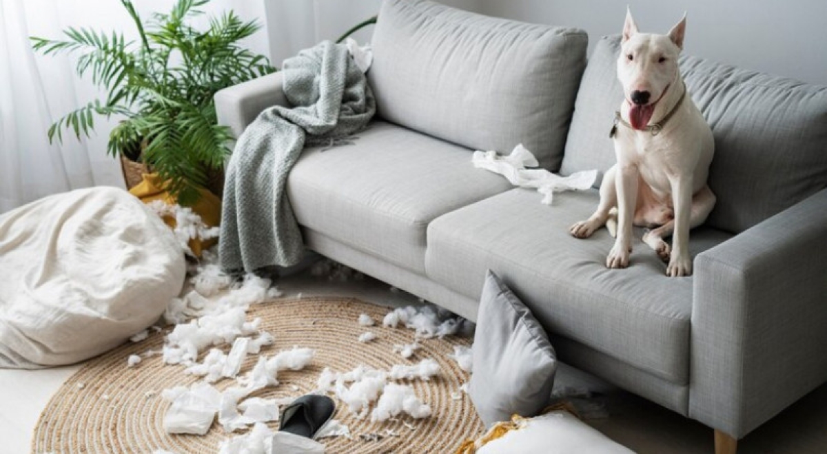 Aprenda como limpar xixi de cachorro para remover o mau cheiro - Foto: Imagem ilustrativa/Freepik