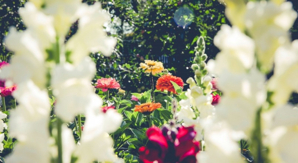A flor de cada signo; descubra a sua - Foto: Imagem ilustrativa/Pexels