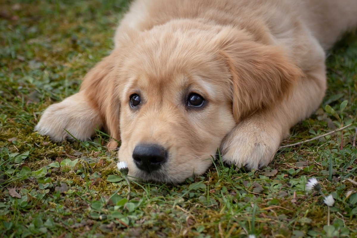 Problemas articulares em cães: entenda quais são e como tratá-los - Foto: Pixabay
