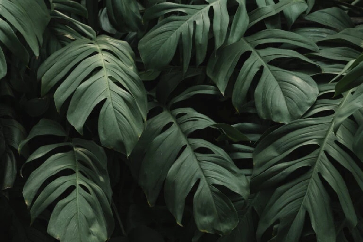 Planta - Foto: Imagem ilustrativa | Freepik