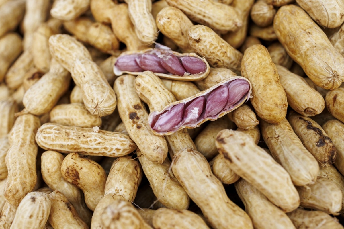 Amendoim verde cozido é reconhecido como patrimônio imaterial de Sergipe e produção recebe incentivos do Estado - Foto: Igor Matias
