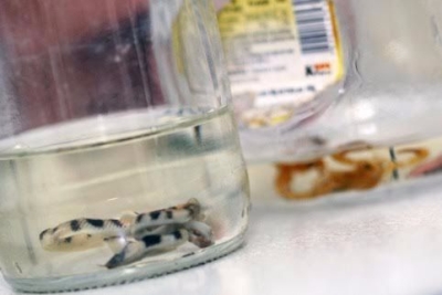 Ciatox registra 1.776 casos por intoxica��o no primeiro semestre: 881 por �lcool (Foto: SES/SE)