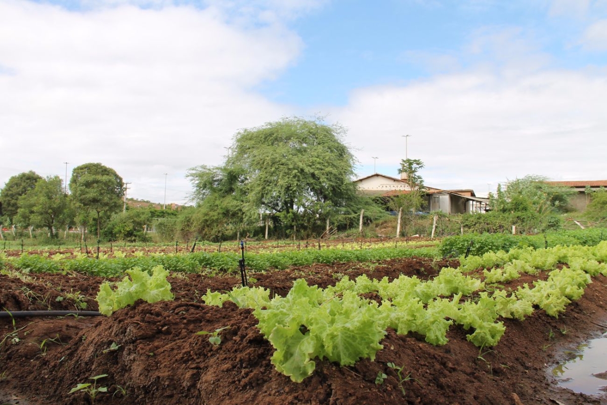 A alface � um dos alimentos cultivados nas hortas org�nicas (Foto: Assessoria Cohidro/SE)