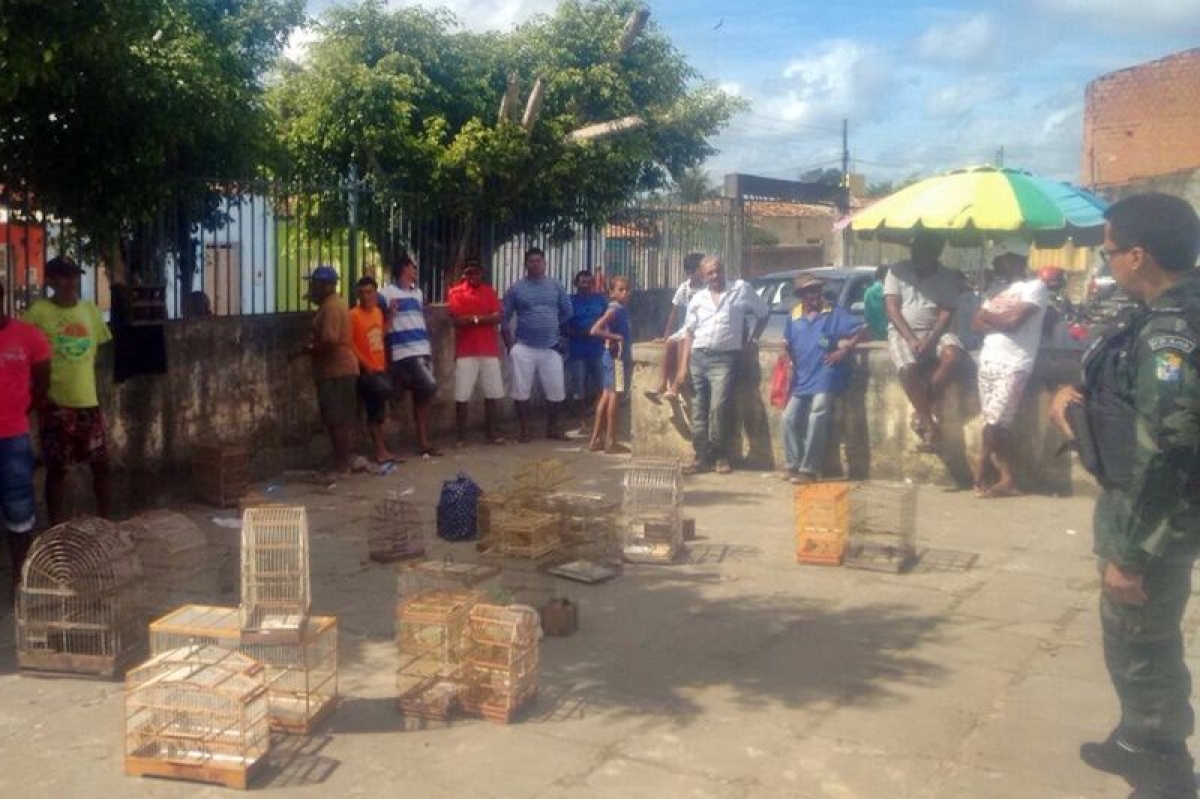PM/Sergipe apreende 58 p�ssaros expostos � venda em Boquim (Foto: PM/SE)