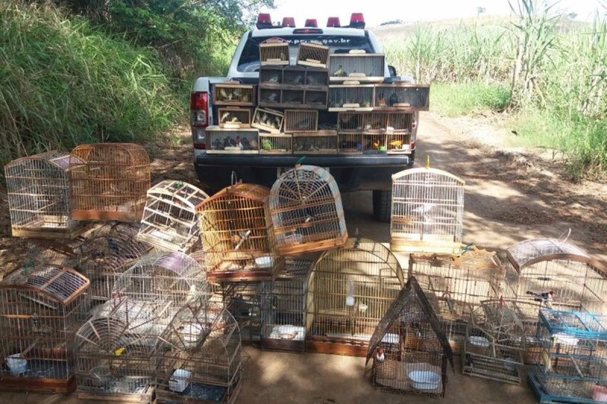 PM/Sergipe apreende 125 p�ssaros silvestres em feira de Itabaiana (Foto: PM/SE)