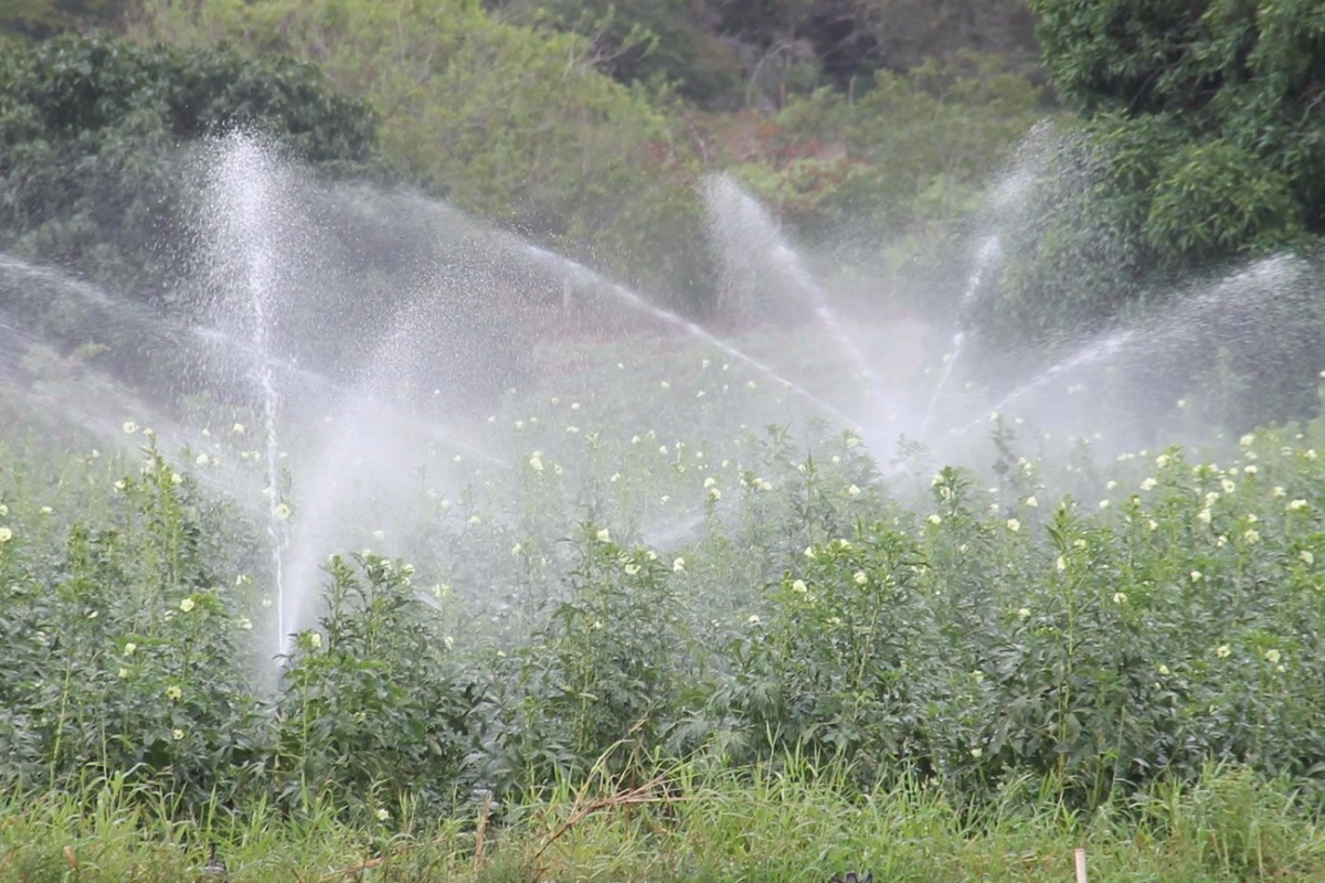 Irriga��o no Calif�rnia produziu mais de 40 mil toneladas de alimentos em 2015 (Foto: Assessoria Cohidro/SE)