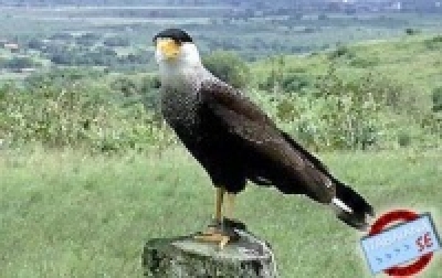 Parque dos Falc�es - Foto: Fernando Cavalcanti