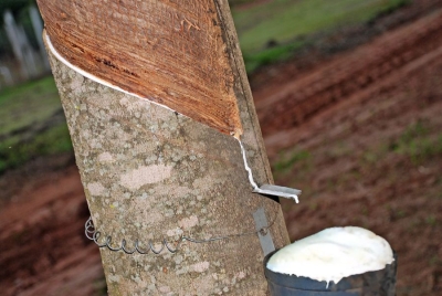 Seringueira - Foto: Divulga��o