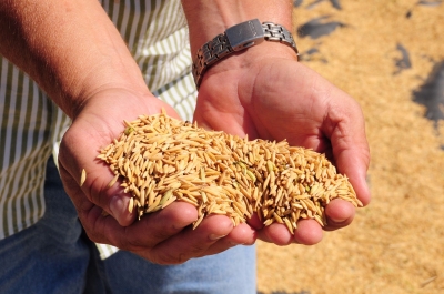 Codevasf projeta crescimento da produ��o de arroz em per�metros irrigados de Sergipe (imagem: Jos� Luis de Oliveira/Codevasf)