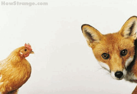 A raposa e as galinhas  ::  Por Jos� Lima Santana (Foto: reprodu��o/internet)