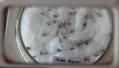 Mosquito da dengue, Aedes aegypti (Foto: Arquivo Ag�ncia Brasil)